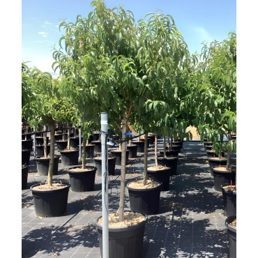 PÊCHER En pot de 70-90 litres tige hauteur du tronc 090-110 cm circonférence du tronc 16-18 cm