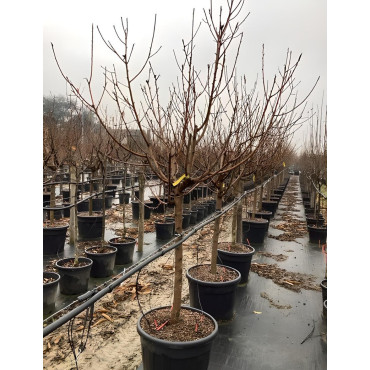 PÊCHER En pot de 90-110 litres tige hauteur du tronc 090-110 cm circonférence du tronc 18-20 cm