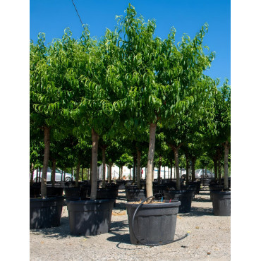 PÊCHER En pot de 110-130 litres tige hauteur du tronc 090-110 cm circonférence du tronc 20-25 cm