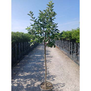 POMMIER En pot de 15-20 litres tige hauteur du tronc 110-130 cm