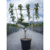 POMMIER En pot de 30-35 litres forme palmette double U