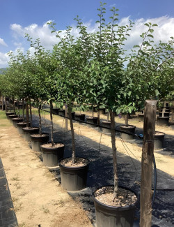 PRUNIER En pot de 70-90 litres tige hauteur du tronc 090-110 cm circonférence du tronc 14-16 cm