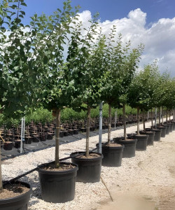 PRUNIER En pot de 110-130 litres tige hauteur du tronc 090-110 cm circonférence du tronc 20-25 cm