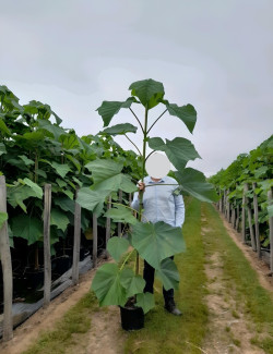PAULOWNIA tomentosa En pot de 15-20 litres baliveau hauteur 150-200 cm