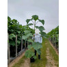 PAULOWNIA tomentosa En pot de 15-20 litres baliveau hauteur 150-200 cm PAULOWNIA tomentosa En pot de 15-20 litres baliveau hauteur 150-200 cm