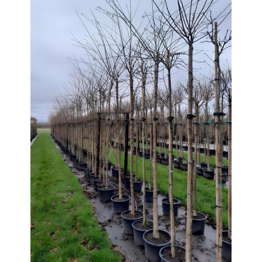 PRUNUS subhirtella AUTUMNALIS En pot de 30-35 litres tige hauteur du tronc 190-210 cm circonférence du tronc 10-12 cm