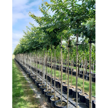 PRUNUS subhirtella AUTUMNALIS En pot tige hauteur du tronc 190-210 cm circonférence du tronc 08-10 cm