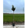 PRUNUS lusitanica ANGUSTIFOLIA En pot tige hauteur du tronc 190-210 cm circonférence du tronc 08-10 cm PRUNUS lusitanica ANGUSTIFOLIA En pot tige hauteur du tronc 190-210 cm circonférence du tronc 08-10 cm