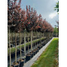 PRUNUS cerasifera ATROPURPUREA En pot de 15-20 litres tige hauteur du tronc 190-210 cm circonférence du tronc 06-08 cm PRUNUS cerasifera ATROPURPUREA En pot de 15-20 litres tige hauteur du tronc 190-210 cm circonférence du tronc 06-08 cm