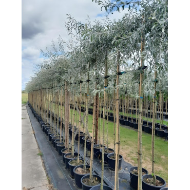 PYRUS salicifolia PENDULA En pot de 25-30 litres tige hauteur du tronc 190-210 cm circonférence du tronc 08-10 cm