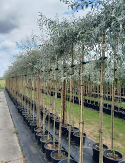 PYRUS salicifolia PENDULA En pot de 25-30 litres tige hauteur du tronc 190-210 cm circonférence du tronc 08-10 cm