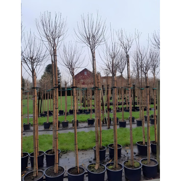 PRUNUS fruticosa GLOBOSA En pot de 30-35 litres tige hauteur du tronc 190-210 cm