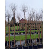 PRUNUS fruticosa GLOBOSA En pot de 30-35 litres tige hauteur du tronc 190-210 cm