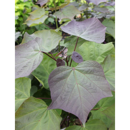 CATALPA erubescens PURPUREA.JPG CATALPA erubescens PURPUREA.JPG