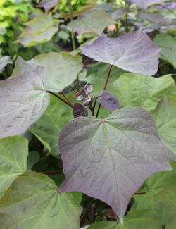 catalpa-pourpre-catalpa-erubescens-purpurea.jpg