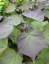 catalpa-pourpre-catalpa-erubescens-purpurea.jpg