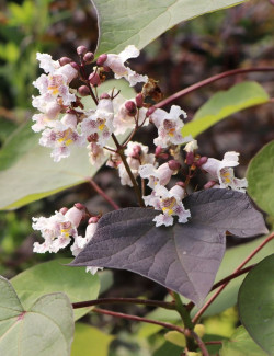 CATALPA erubescens PURPUREA.jpg