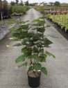 catalpa-pourpre-catalpa-erubescens-purpurea-2.jpg