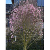 MAGNOLIA GEORGE HENRY KERN - Magnolier