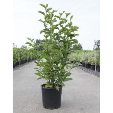 MAGNOLIA GEORGE HENRY KERN - Magnolier En pot de 12-15 litres forme buisson hauteur 080-100 cm
