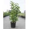 MAGNOLIA GEORGE HENRY KERN - Magnolier En pot de 12-15 litres forme buisson hauteur 080-100 cm