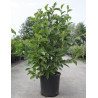 MAGNOLIA GEORGE HENRY KERN - Magnolier En pot de 15-20 litres forme buisson hauteur 100-125 cm