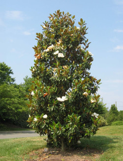 magnolia-a-grandes-fleurs-goliath-magnolia-grandiflora-goliath-1.jpg