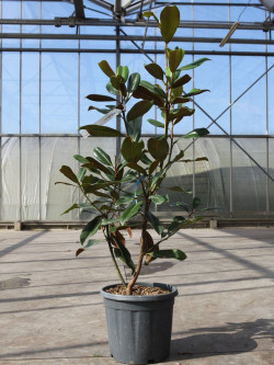 magnolia-a-grandes-fleurs-goliath-magnolia-grandiflora-goliath-2.jpg