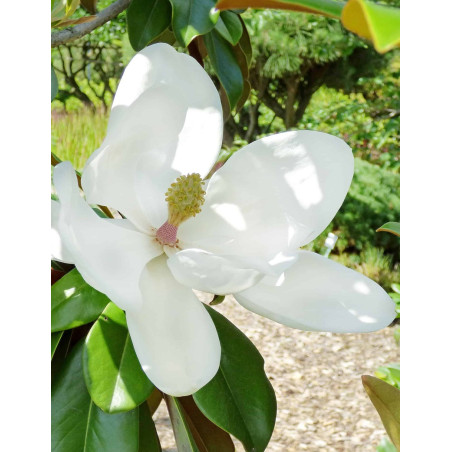 MAGNOLIA grandiflora GOLIATH - Magnolia à grandes fleurs MAGNOLIA grandiflora GOLIATH - Magnolia à grandes fleurs