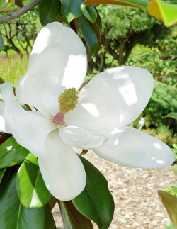 magnolia-a-grandes-fleurs-goliath-magnolia-grandiflora-goliath.jpg