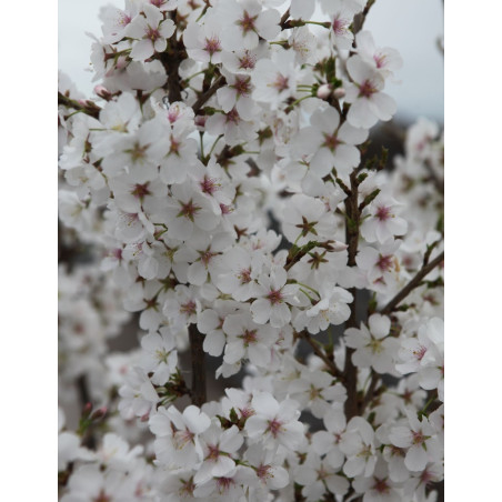 PRUNUS ROYAL FLAME® - Cerisier à fleurs PRUNUS ROYAL FLAME® - Cerisier à fleurs