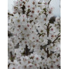 PRUNUS ROYAL FLAME® - Cerisier à fleurs