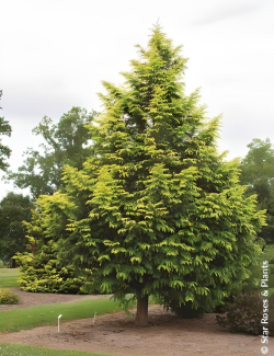 METASEQUOIA glyptostroboides AMBER GLOW® - Metaséquoia
