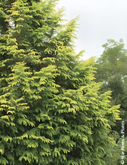 METASEQUOIA glyptostroboides AMBER GLOW® - Metaséquoia