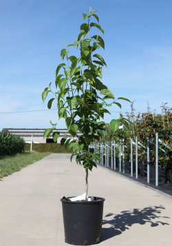 arbre-a-gutta-percha-eucommia-ulmoides-3.jpg