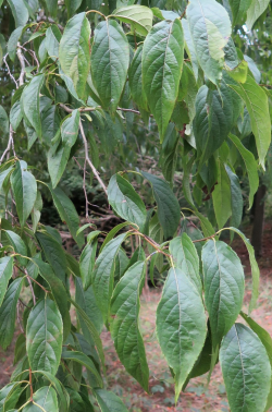 arbre-a-gutta-percha-eucommia-ulmoides.jpg