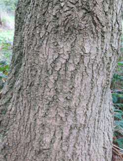 arbre-a-gutta-percha-eucommia-ulmoides-2.jpg
