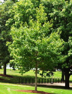 arbre-a-gutta-percha-eucommia-ulmoides-1.jpg