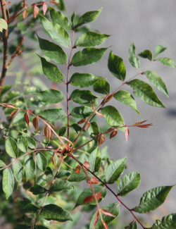 PISTACIA chinensis - Pistachier de Chine