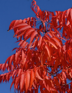 PISTACIA chinensis - Pistachier de Chine