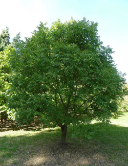 PISTACIA chinensis - Pistachier de Chine