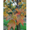 ACER rubrum SUN VALLEY - Érable rouge