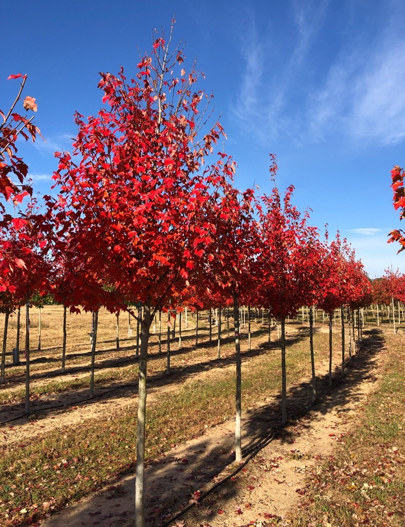 Erable Rouge Petit Acer rubrum ‘Sun Valley’ – Érable rouge compact à feuillage flamboyant ...