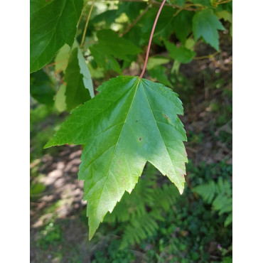 ACER rubrum SUN VALLEY - Érable rouge