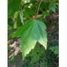 ACER rubrum SUN VALLEY - Érable rouge