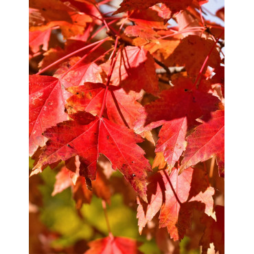 ACER rubrum SUN VALLEY - Érable rouge