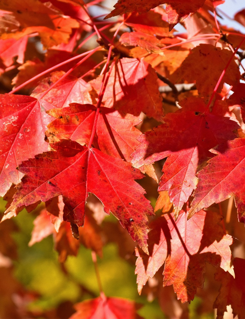 Acer Rouge Acer rubrum ‘Sun Valley’ – Érable rouge compact à feuillage flamboyant ...