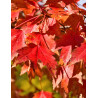 ACER rubrum SUN VALLEY - Érable rouge