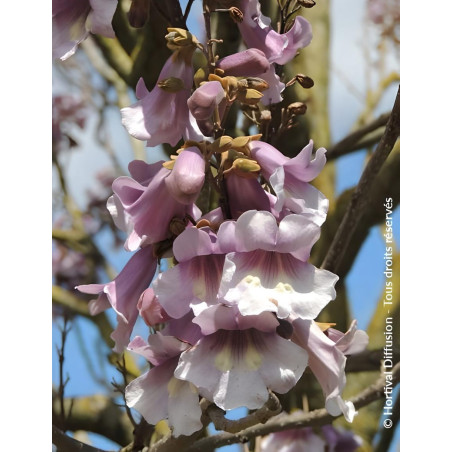 PAULOWNIA fortunei APRIL LIGHT - Paulownia, arbre impérial PAULOWNIA fortunei APRIL LIGHT - Paulownia, arbre impérial
