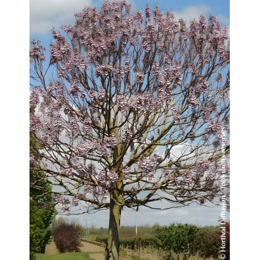 PAULOWNIA fortunei APRIL LIGHT - Paulownia, arbre impérial